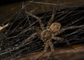 Beware! The 10 Most Venomous Spiders In Australia_qh