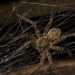 Beware! The 10 Most Venomous Spiders In Australia_qh