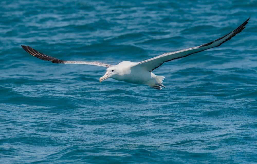 A Beautiful Wandering Albatross Soaring off the Coast of New Zealand