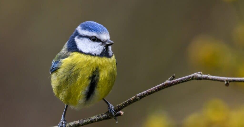 Birds With Yellow Breasts: Eurasian Blue Tit