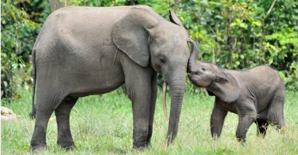 Is an Elephant a Mammal? - Baby Elephant and Mom