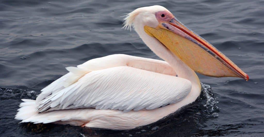 Pelicans are distinguished from other birds because all 4 of their toes are webbed!