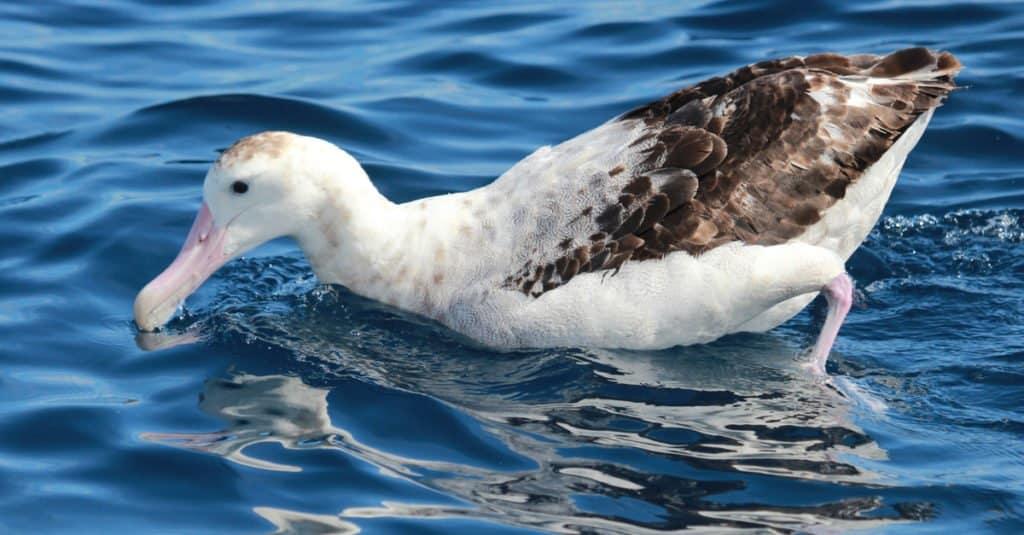 The Antipodean Albatross only lays eggs every two years.