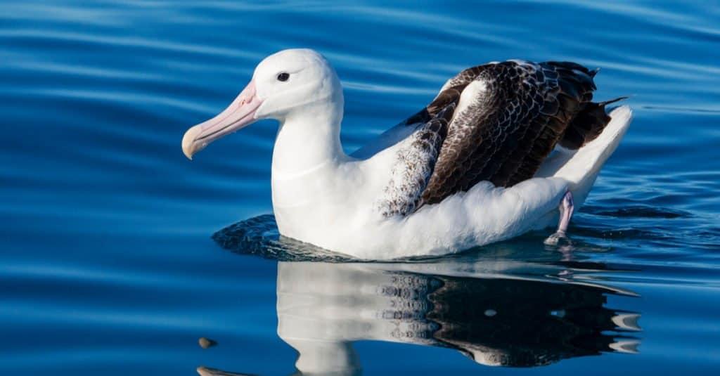 The Northern Royal Albatross doesn't mate until it turns eight years old.