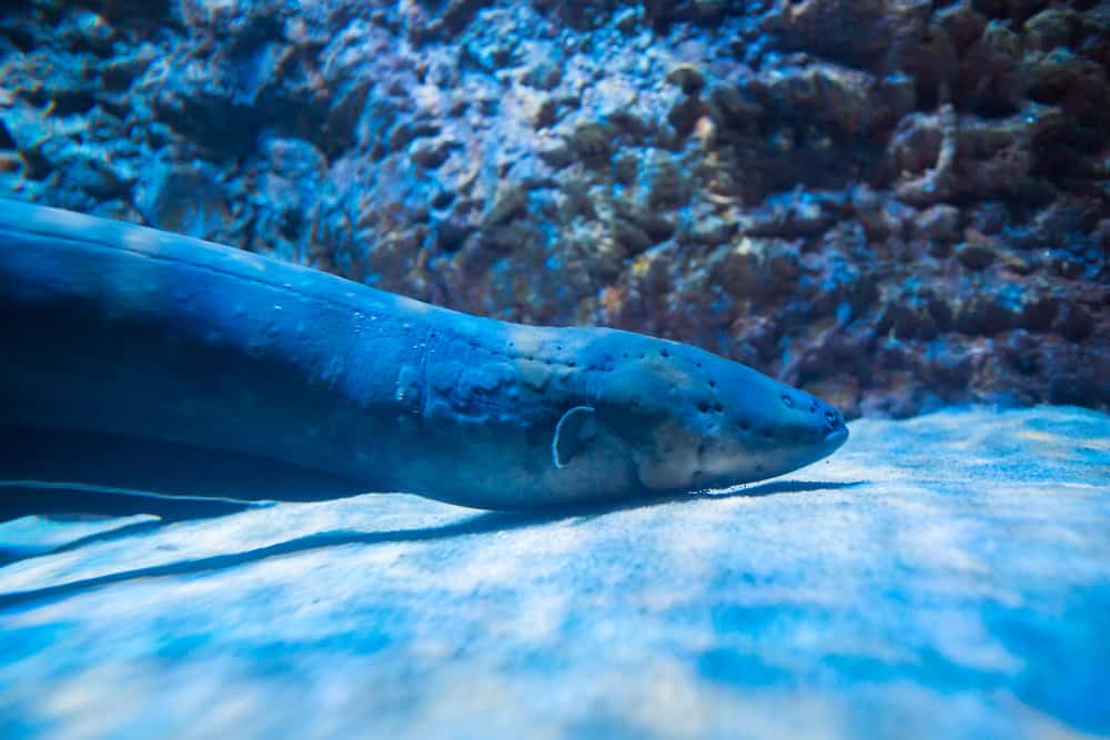 electric eel incredible facts